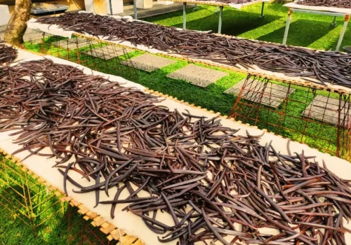 vanilla bean drying process