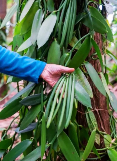 vanilla tree